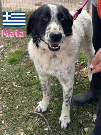 Hera und Mata, 09/23 - Lebensfreude pur, tolles Geschwisterpaar sucht seine Familie