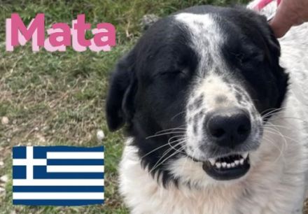 Hera und Mata, 09/23 - Lebensfreude pur, tolles Geschwisterpaar sucht seine Familie