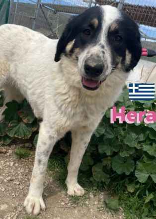 Hera und Mata, 09/23 - Lebensfreude pur, tolles Geschwisterpaar sucht seine Familie