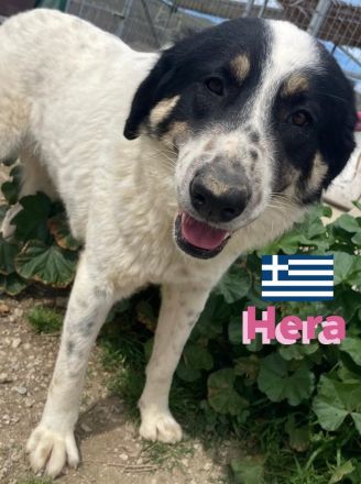 Hera und Mata, 09/23 - Lebensfreude pur, tolles Geschwisterpaar sucht seine Familie