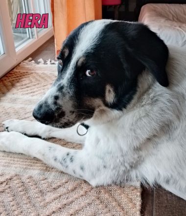 Hera, 09/23 - sucht ein ländliches Zuhause