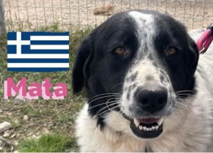 Hera und Mata, 09/23 - Lebensfreude pur, tolles Geschwisterpaar sucht seine Familie