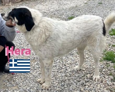 Hera und Mata, 09/23 - Lebensfreude pur, tolles Geschwisterpaar sucht seine Familie