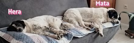Hera und Mata, 09/23 - suchen wenn möglich ein gemeinsames Zuhause