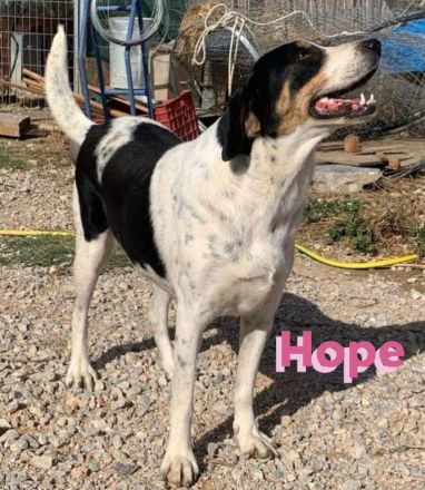 Hope, 01/23 - Rohdiamant sucht Familie für den Feinschliff