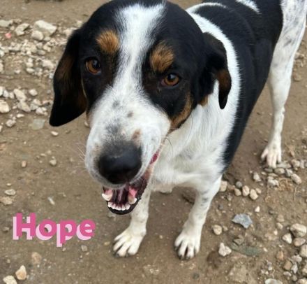 Hope, 01/23 - Rohdiamant sucht Familie für den Feinschliff