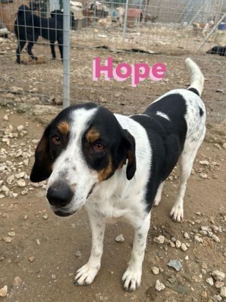 Hope, 01/23 - Rohdiamant sucht Familie für den Feinschliff