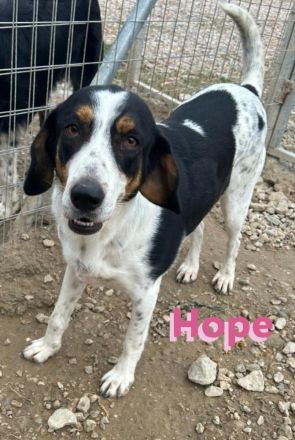 Hope, 01/23 - Rohdiamant sucht Familie für den Feinschliff