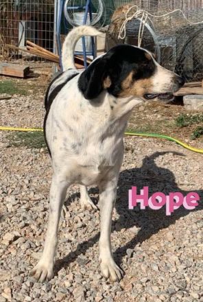 Hope, 01/23 - Rohdiamant sucht Familie für den Feinschliff