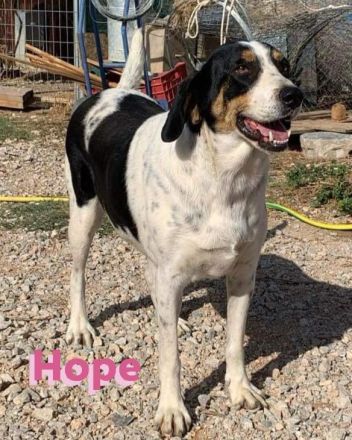 Hope, 01/23 - Rohdiamant sucht Familie für den Feinschliff