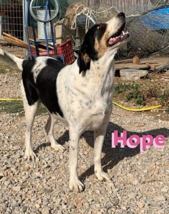 Hope, 01/23 - Rohdiamant sucht Familie für den Feinschliff