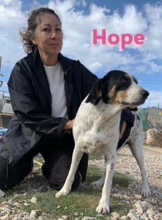 Hope, 01/23 - Rohdiamant sucht Familie für den Feinschliff