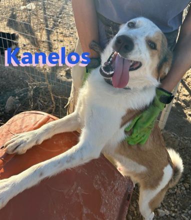 Kanelos, 01/23 – sportlich, sozial, schlau ein Best-Buddy auf 4 Pfoten such seinen Kumpel