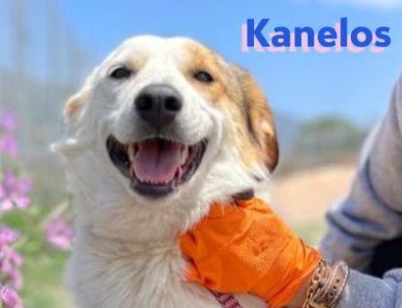 Kanelos, 01/23 – sportlich, sozial, schlau ein Best-Buddy auf 4 Pfoten such seinen Kumpel