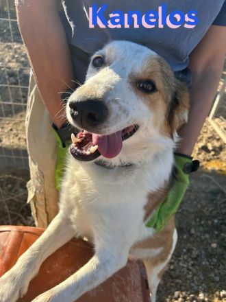 Kanelos, 01/23 – sportlich, sozial, schlau ein Best-Buddy auf 4 Pfoten such seinen Kumpel