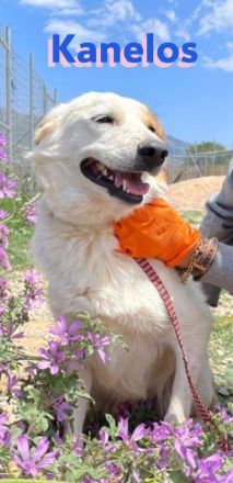 Kanelos, 01/23 – sportlich, sozial, schlau ein Best-Buddy auf 4 Pfoten such seinen Kumpel