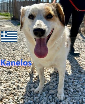 Kanelos, 01/23 – sportlich, sozial, schlau ein Best-Buddy auf 4 Pfoten such seinen Kumpel
