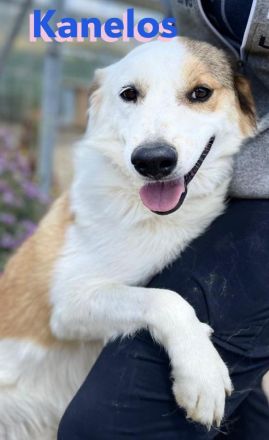 Kanelos, 01/23 – sportlich, sozial, schlau ein Best-Buddy auf 4 Pfoten such seinen Kumpel