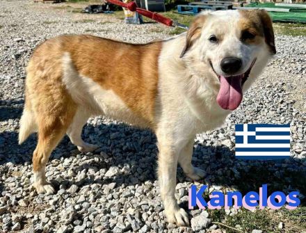 Kanelos, 01/23 – sportlich, sozial, schlau ein Best-Buddy auf 4 Pfoten such seinen Kumpel