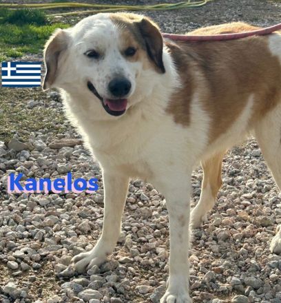 Kanelos, 01/23 – sportlich, sozial, schlau ein Best-Buddy auf 4 Pfoten such seinen Kumpel
