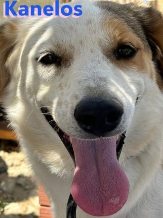 Kanelos, 01/23 – sportlich, sozial, schlau ein Best-Buddy auf 4 Pfoten such seinen Kumpel