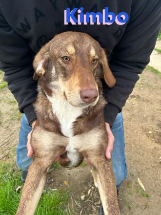 Kimbo, 01/23 - Rohdiamant sucht Feinschliff