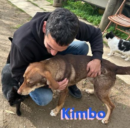 Kimbo, 01/23 - Rohdiamant sucht Feinschliff