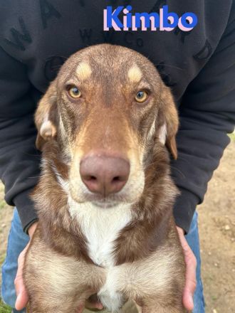 Kimbo, 01/23 - Rohdiamant sucht Feinschliff