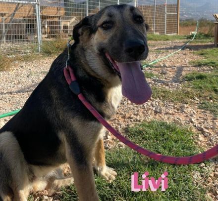 Livi, 02/22 – Traumschäfihündin sucht Traumzuhause