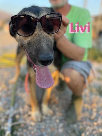 Livi, 02/22 – Traumschäfihündin sucht Traumzuhause