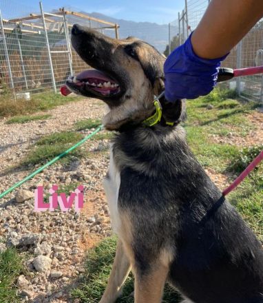 Livi, 02/22 – Traumschäfihündin sucht Traumzuhause