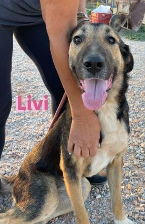 Livi, 02/22 – Traumschäfihündin sucht Traumzuhause