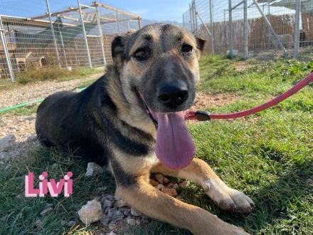 Livi, 02/22 – Traumschäfihündin sucht Traumzuhause
