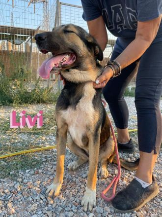 Livi, 02/22 – Traumschäfihündin sucht Traumzuhause