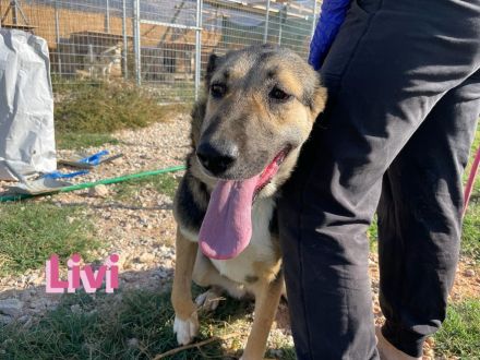 Livi, 02/22 – Traumschäfihündin sucht Traumzuhause