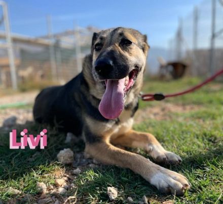 Livi, 02/22 – Traumschäfihündin sucht Traumzuhause