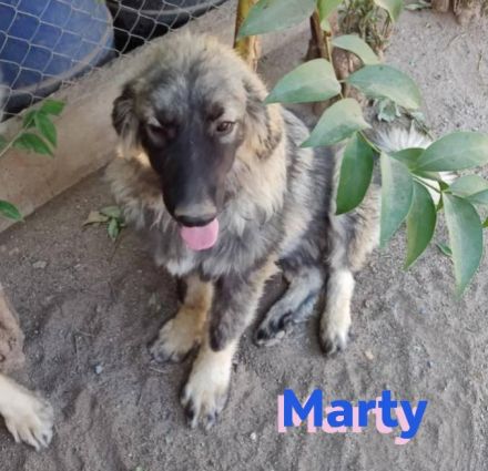 Marty, 04/23 –sanfter Wuschelbär sucht Familie