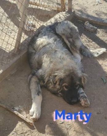 Marty, 04/23 –sanfter Wuschelbär sucht Familie