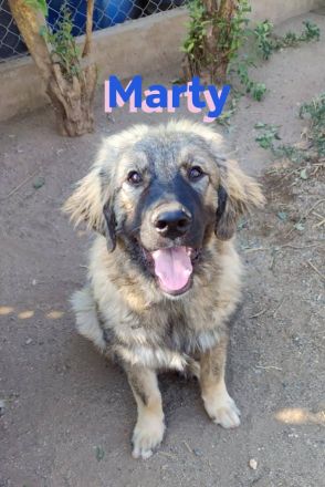 Marty, 04/23 –sanfter Wuschelbär sucht Familie
