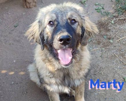 Marty, 04/23 –sanfter Wuschelbär sucht Familie