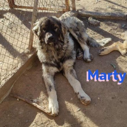 Marty, 04/23 –sanfter Wuschelbär sucht Familie