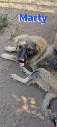 Marty, 04/23 –sanfter Wuschelbär sucht Familie