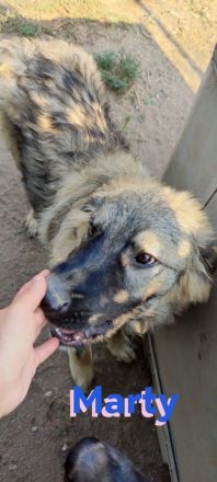 Marty, 04/23 –sanfter Wuschelbär sucht Familie