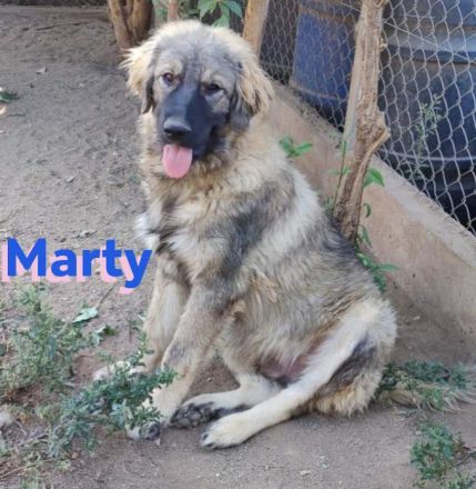 Marty, 04/23 –sanfter Wuschelbär sucht Familie
