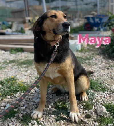 Maya, 07/20 - kinderlieb, stubenrein, verschmust, lieb, verspielt...eine Traumhündin!