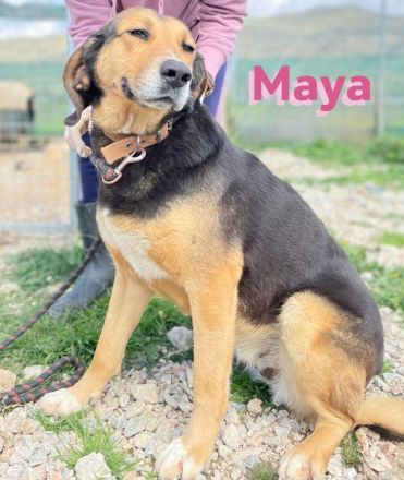 Maya, 07/20 - kinderlieb, stubenrein, verschmust, lieb, verspielt...eine Traumhündin!