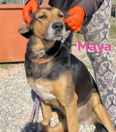 Maya, 07/20 - kinderlieb, stubenrein, verschmust, lieb, verspielt...eine Traumhündin!