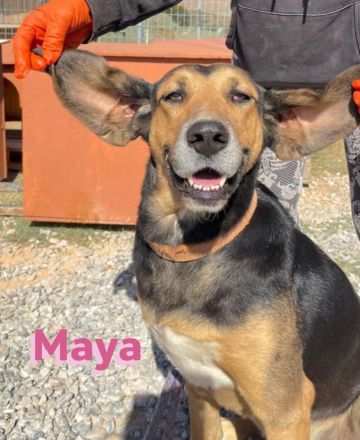 Maya, 07/20 - kinderlieb, stubenrein, verschmust, lieb, verspielt...eine Traumhündin!