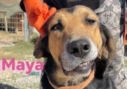 Maya, 07/20 - kinderlieb, stubenrein, verschmust, lieb, verspielt...eine Traumhündin!