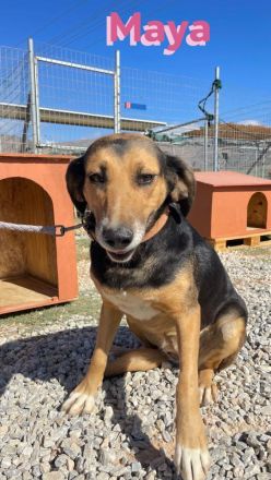 Maya, 07/20 - kinderlieb, stubenrein, verschmust, lieb, verspielt...eine Traumhündin!
